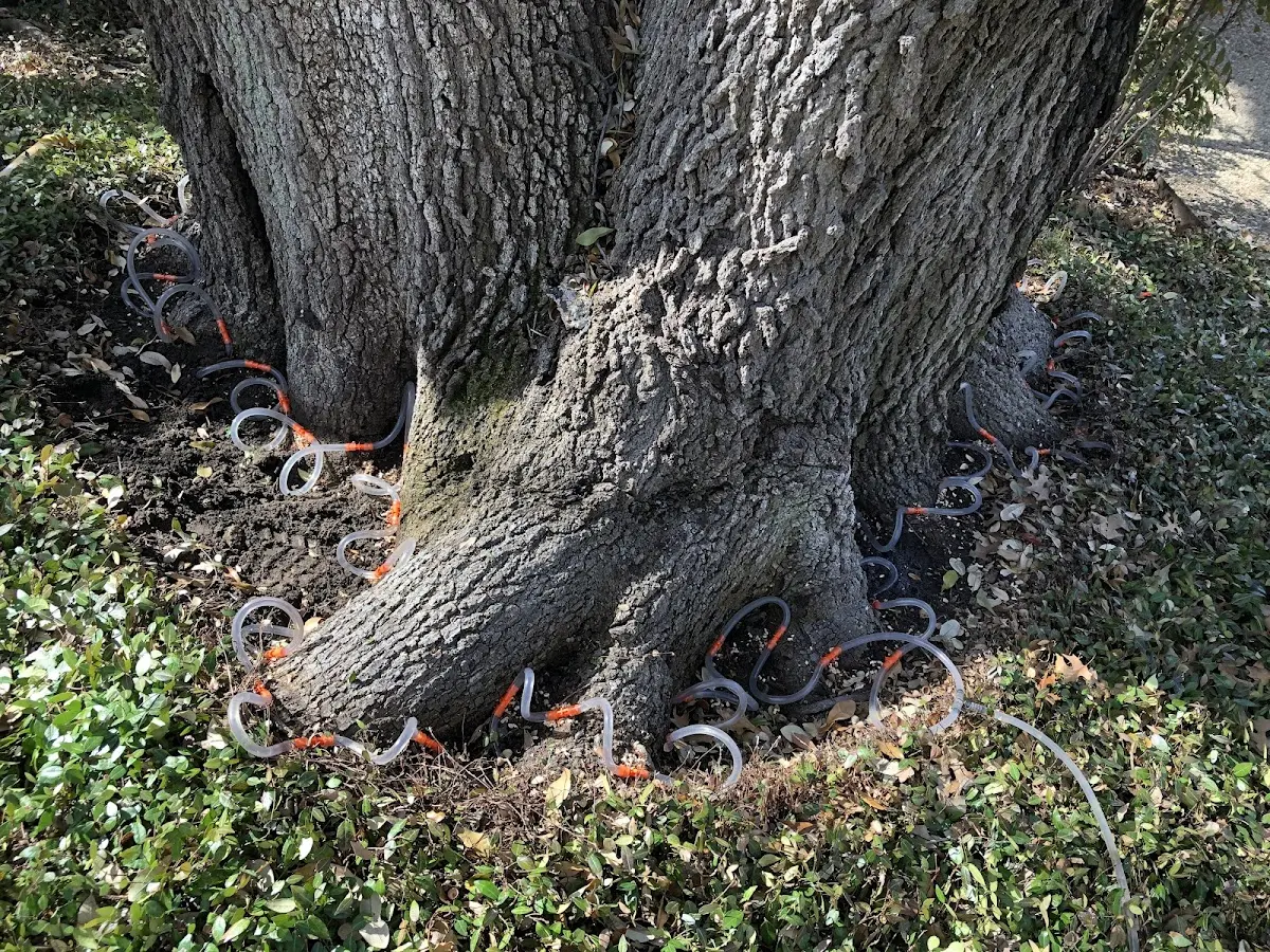 Detailed Tree Cabling and Bracing job site in Winburne