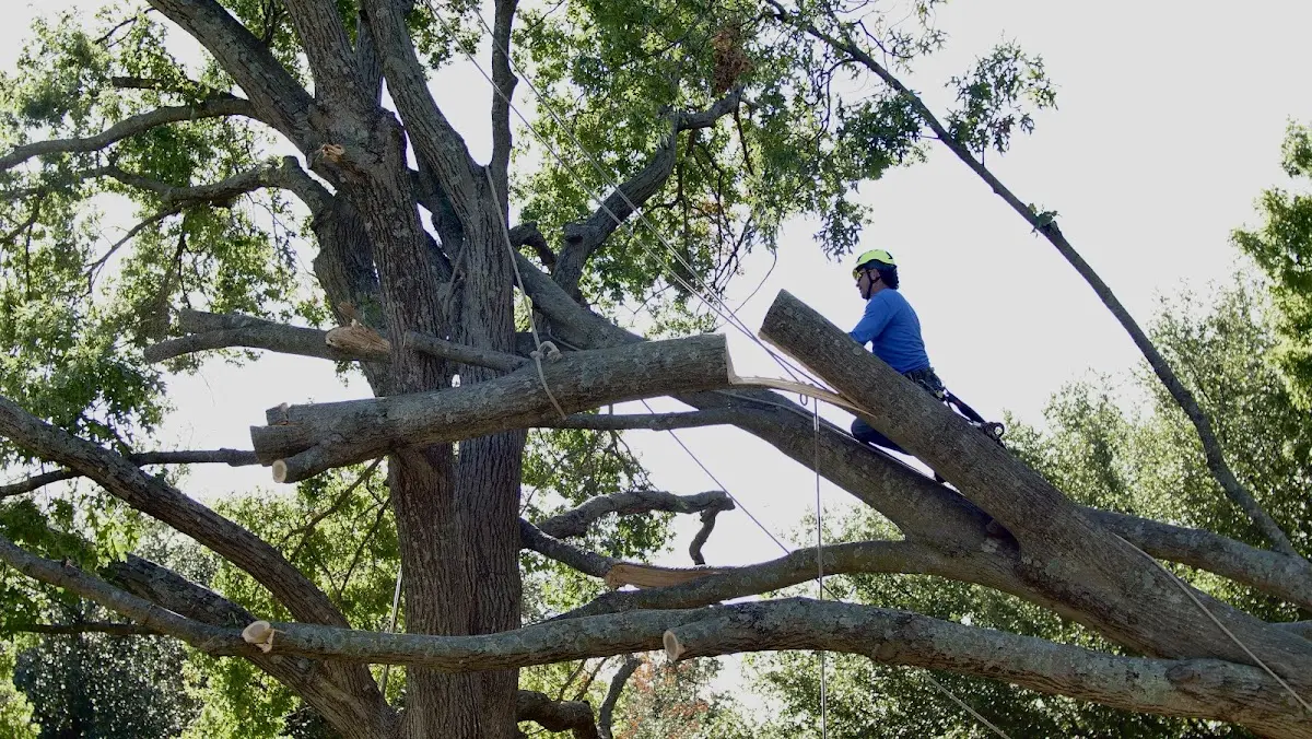 Professional Hazardous Tree Removal performed by certified arborists in Winburne